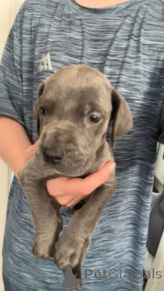 Photo №1. great dane - for sale in the city of Schöneiche | 599$ | Announcement № 175104