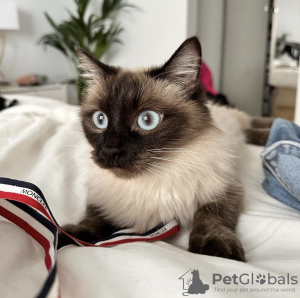 Photo №2 to announcement № 101791 for the sale of ragdoll - buy in Germany private announcement