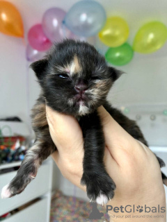 Photo №3. Healthy cute adorable and socialized Maine coon kittens. Germany