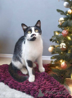 Photo №1.  - for sale in the city of Moscow river | Is free | Announcement № 161657