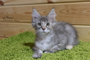 Photo №1. maine coon - for sale in the city of Minsk | 330$ | Announcement № 4947