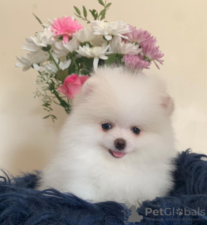 Photo №2 to announcement № 18135 for the sale of pomeranian - buy in United Kingdom private announcement