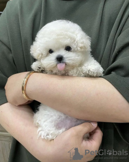 Photo №1. bichon frise - for sale in the city of Atalanti | negotiated | Announcement № 88741