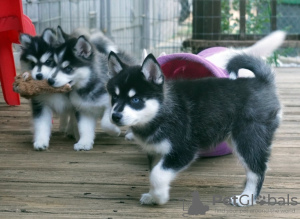 Photo №1. siberian husky - for sale in the city of Berlin | Is free | Announcement № 125335