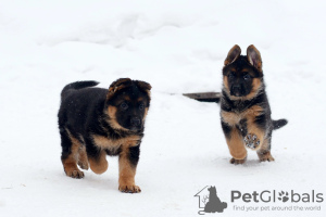 Photo №3. German Shepherd puppies. Russian Federation
