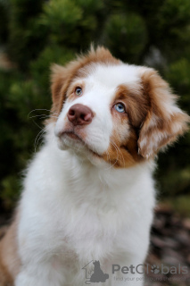 Photo №4. I will sell australian cattle dog in the city of Minsk. from nursery - price - negotiated