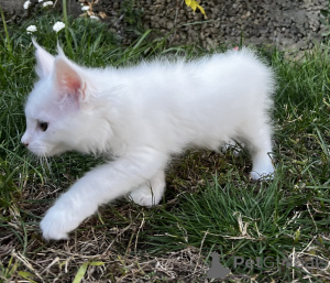 Photo №3. Maine Coon kitten. Russian Federation