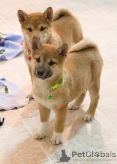 Photo №1. shiba inu - for sale in the city of Warsaw | 317$ | Announcement № 57367