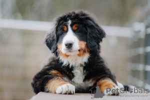 Photo №2 to announcement № 25827 for the sale of bernese mountain dog - buy in Russian Federation from nursery