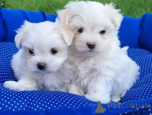 Photo №1. maltese dog - for sale in the city of Hannover | negotiated | Announcement № 175169