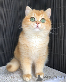 Photo №4. I will sell british shorthair in the city of Kiev. from nursery - price - 700$