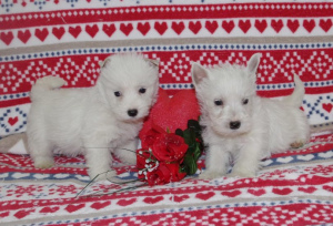 Photo №2 to announcement № 864 for the sale of west highland white terrier - buy in France breeder