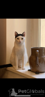 Photo №3. Arabian Mau, 1 year old, extremely friendly. Germany