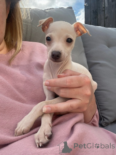 Photo №1. italian greyhound - for sale in the city of Region Hannover | negotiated | Announcement № 154046