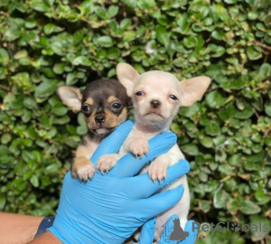 Photo №1. chihuahua - for sale in the city of Brussels | negotiated | Announcement № 76850