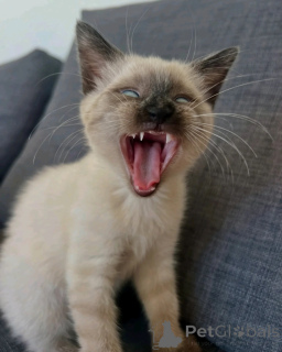Photo №3. Premium Siamese Cat for Sale Healthy, Intelligent & Loving Companion. Netherlands