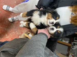 Photo №3. Bernese Mountain Puppies. Spain