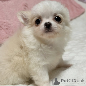 Photo №4. I will sell chihuahua in the city of Dassia. breeder - price - 258$