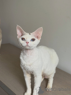 Photo №3. Elegant White Devon Rex Kitten with Bright Blue Eyes Seeking a Forever Home. France