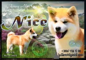 Photo №1. akita - for sale in the city of Khmelnitsky | 1500$ | Announcement № 42488