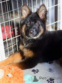 Photo №1. german shepherd - for sale in the city of Augsburg | negotiated | Announcement № 163766