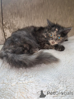 Photo №1. maine coon - for sale in the city of Achaern | 392$ | Announcement № 176168