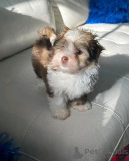 Photo №1. havanese dog - for sale in the city of Berlin | 471$ | Announcement № 137952