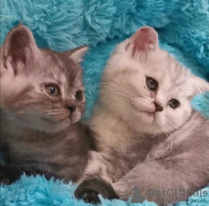 Photo №4. I will sell scottish fold in the city of Indianapolis. breeder - price - 300$