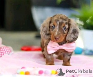 Photo №2 to announcement № 164807 for the sale of dachshund - buy in Germany private announcement, from the shelter