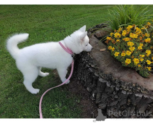 Photo №1. siberian husky - for sale in the city of Cuxhaven | negotiated | Announcement № 164790