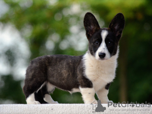 Photo №3. Welsh Corgi Cardigan puppy FCI. Hungary