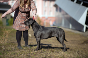 Photo №1. cane corso - for sale in the city of Izhevsk | 649$ | Announcement № 2979