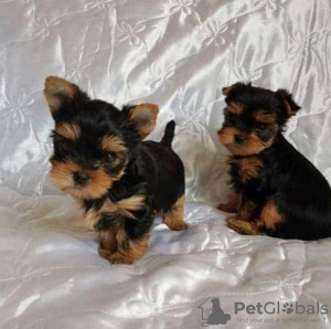 Photo №1. yorkshire terrier - for sale in the city of Los Angeles | negotiated | Announcement № 11734