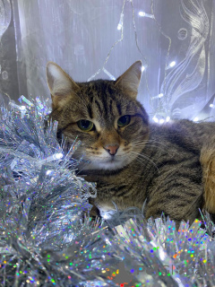 Photo №1.  - for sale in the city of Moscow river | Is free | Announcement № 160730