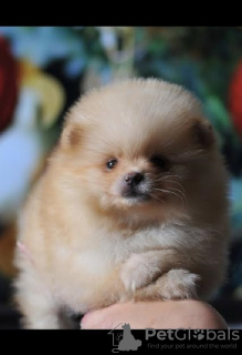 Photo №2 to announcement № 84455 for the sale of pomeranian - buy in Serbia breeder