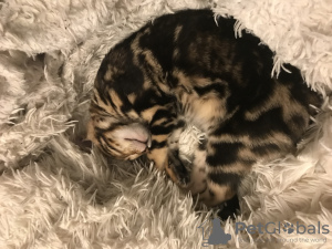Photo №2 to announcement № 73548 for the sale of bengal cat - buy in Azerbaijan breeder