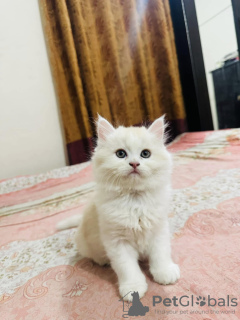 Photo №2 to announcement № 131747 for the sale of persian cat - buy in Luxembourg private announcement