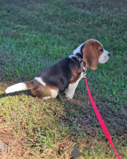 Additional photos: Two beautiful beagle puppies for sale