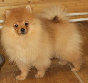 Photo №1. pomeranian - for sale in the city of Москва | 260$ | Announcement № 1392