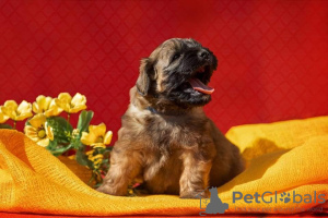 Photo №1. soft-coated wheaten terrier - for sale in the city of Smolensk | 787$ | Announcement № 9907