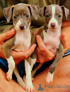 Photo №2 to announcement № 136953 for the sale of italian greyhound - buy in Switzerland breeder