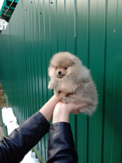 Photo №2 to announcement № 5252 for the sale of german spitz - buy in Russian Federation from nursery, breeder