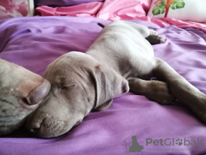 Additional photos: Gorgeous puppies of the WEIMARANER breed
