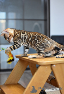 Photo №4. I will sell bengal cat in the city of Minsk. private announcement, from nursery, breeder - price - 452$