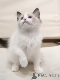 Photo №1. ragdoll - for sale in the city of Cologne | negotiated | Announcement № 155913