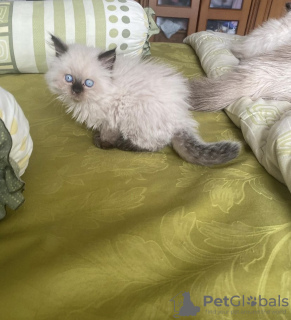 Photo №1. ragdoll - for sale in the city of Munich | 317$ | Announcement № 108915