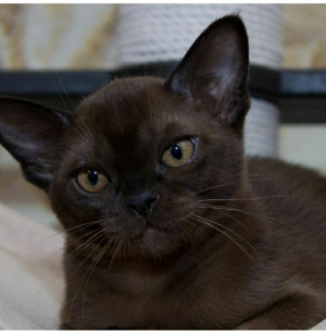 Photo №3. European burmese. Russian Federation