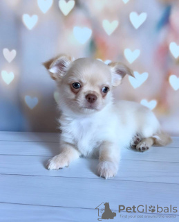 Photo №2 to announcement № 105029 for the sale of chihuahua - buy in Germany breeder