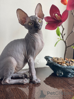 Photo №2 to announcement № 10750 for the sale of sphynx-katze - buy in United States from nursery