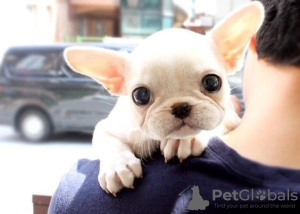 Photo №2 to announcement № 64577 for the sale of french bulldog - buy in Germany private announcement